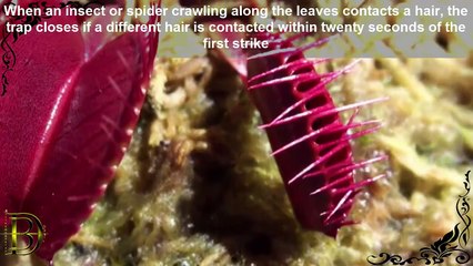 Top 10 Amazing Bizarre Plants in the world