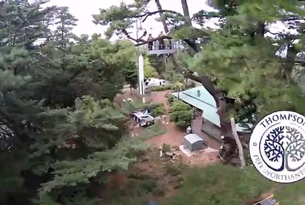 Thompson Tree Northants Company Offers The Best Tree Cutting Services In Northampton