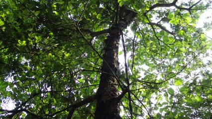 クワガタ採集ダイアリー 2014年7月下旬