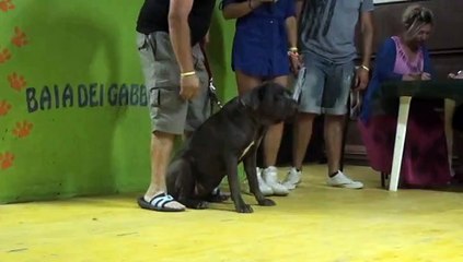 sfilata  dei cani al campeggio