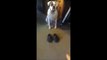 Funny dog walks on large security Crocs shoes