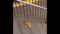 Un rat s'embarque un gros bout de pizza dans le métro de New York