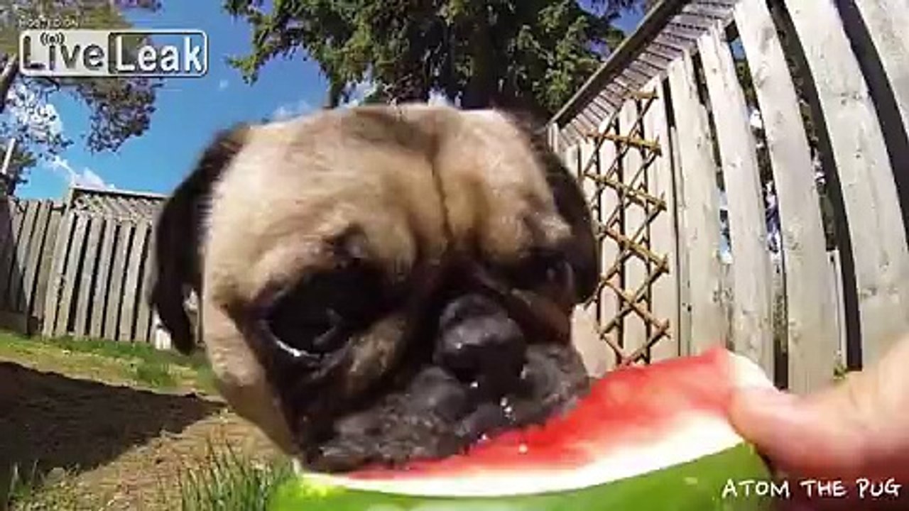 LiveLeak.com - PUG Addicted to WATERMELON