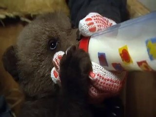 Boris le petit ourson boit son premier biberon