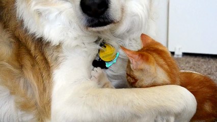 Cet adorable chat essaie de voler la langue du chien