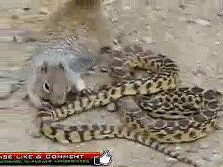 Cobra vs Killer Squirrel Amazing Deadliest Fight