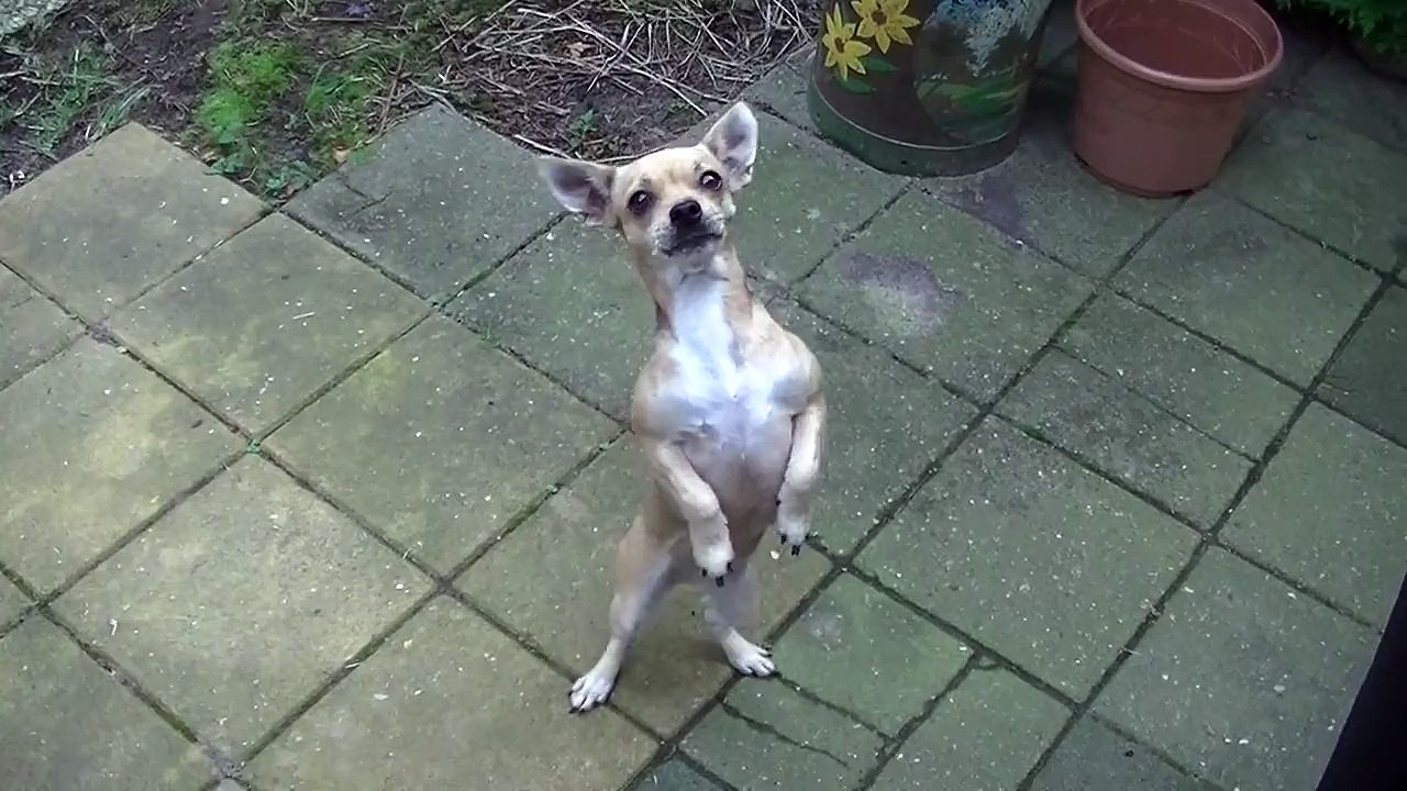 Cute dog walks on two legs when it hears the word 'cookie'