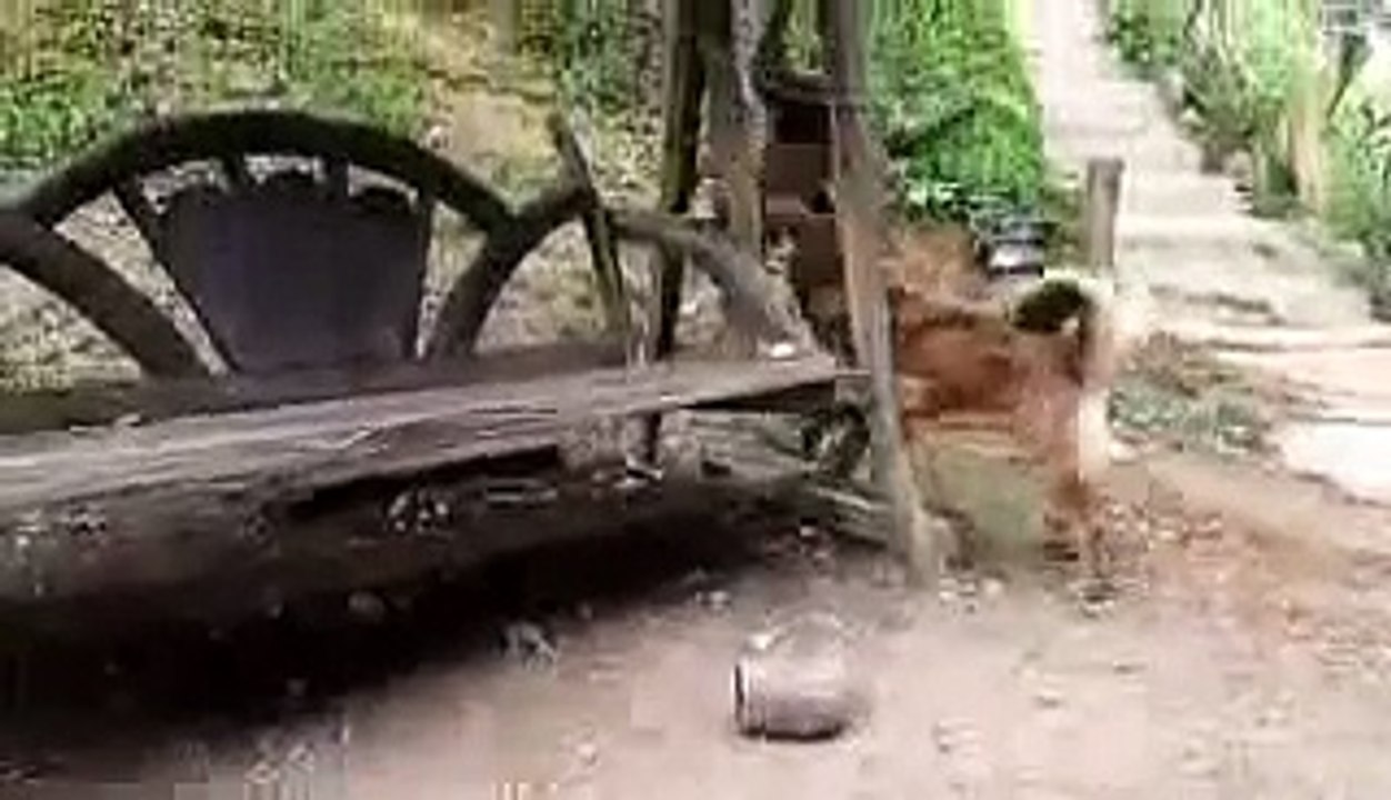 Dog vs Monkey Fight,Dog vs Monkey Real Fight