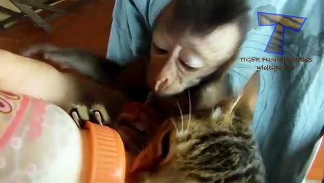 NUEVO! Funny baby animals drinking milk - Cute animal compilation zxvf