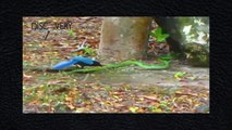 Animals Documentary Full English - Snake & Bird Real Life - Wild Animal Documentary