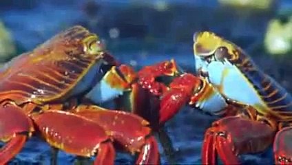 very funny talking animals from the BBC -