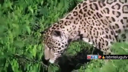 Jaguar diving into river to catch a Alligator