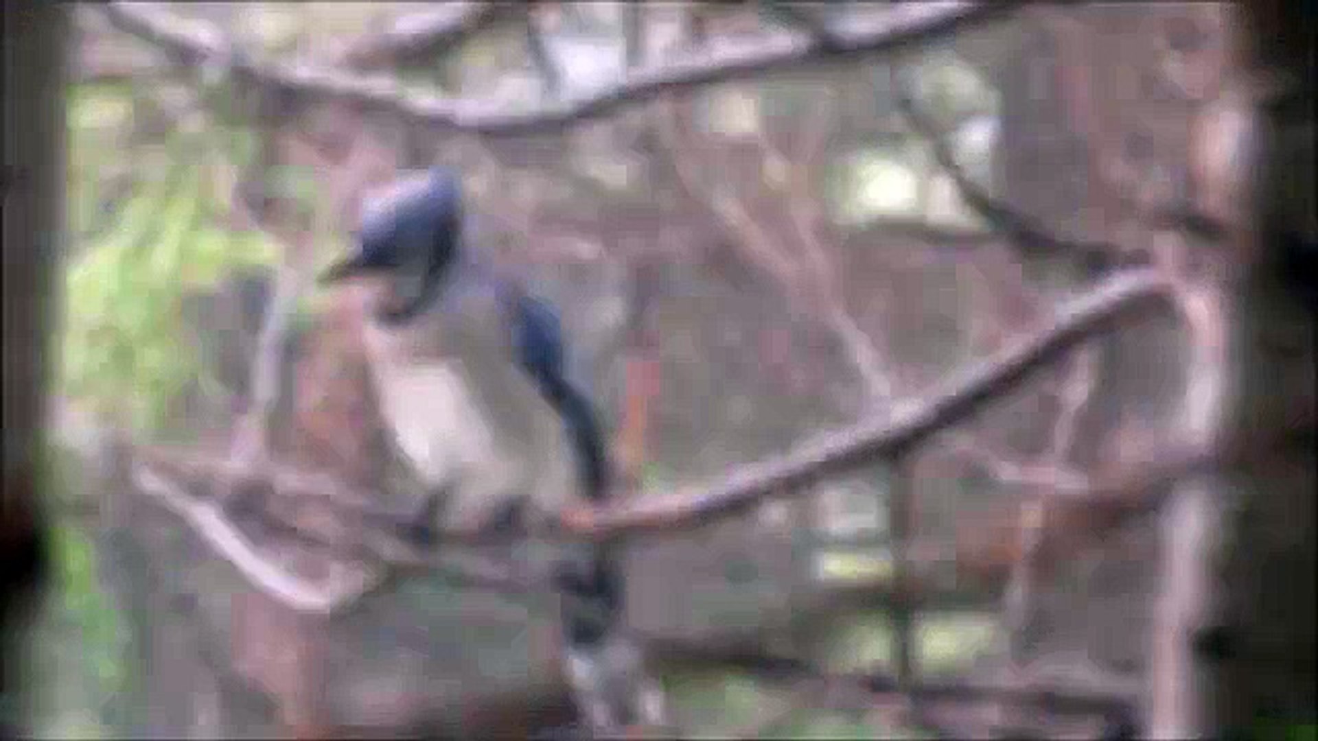 Blue Jay Call Video Dailymotion