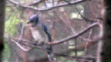 Blue Jay Call Sounds