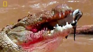 Animal Documentary - THE ETERNAL PREDATOR *Best Crocodile Attacks!* [Classic National Geog