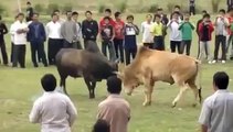 Hmong Bullfight