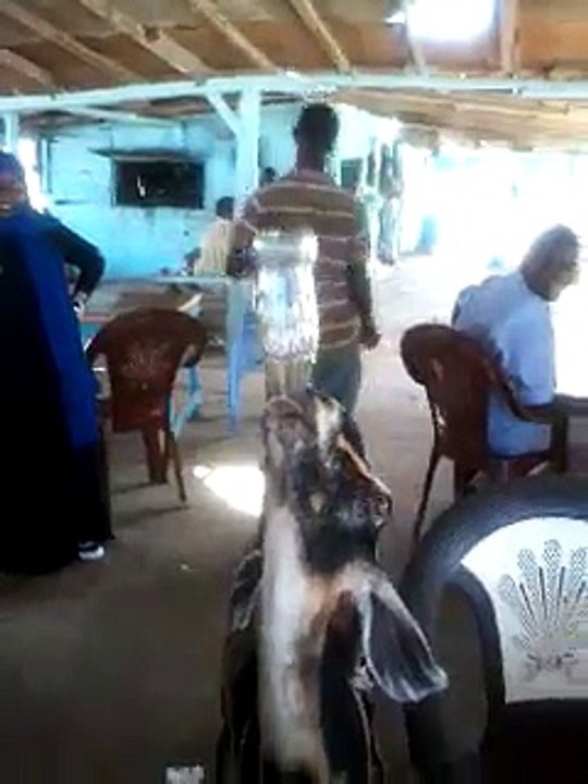 Funny Bakra Drink Coke