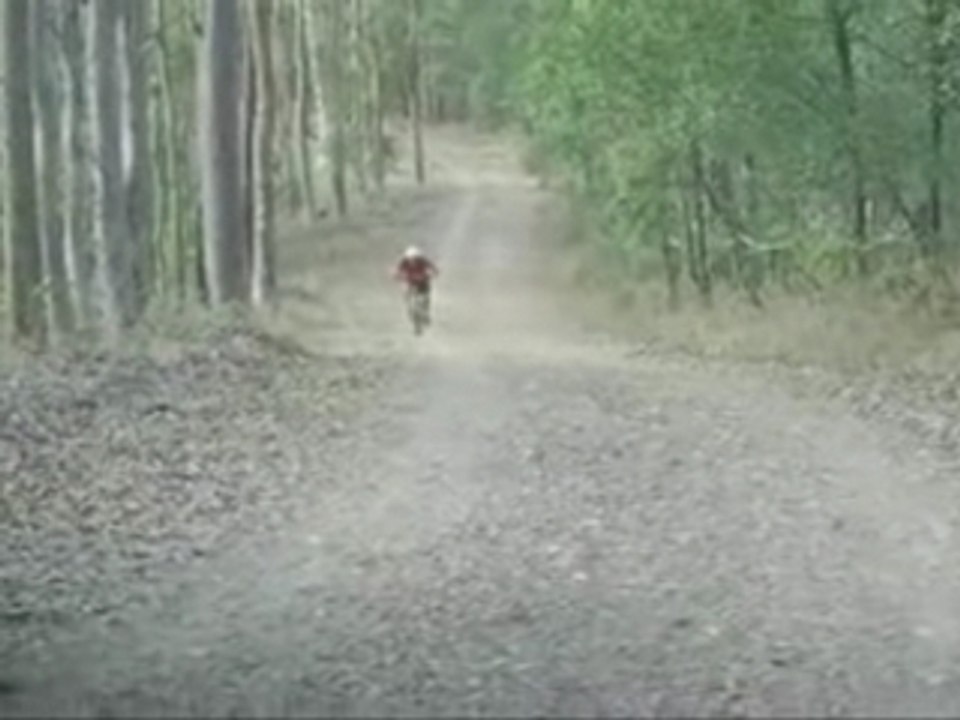 A beautiful wallaby