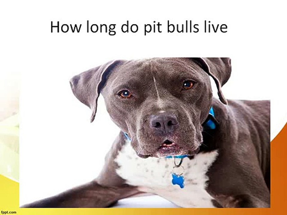 How Long Do Pit Bulls Live Video Dailymotion