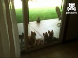 Cat opens door for puppies-danso8i38hI