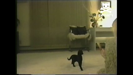 Kitten does a backflip-4QGV57jhIEA