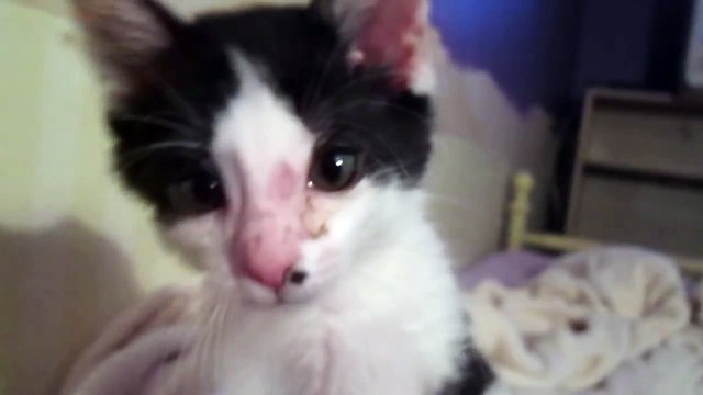 Kitten Swats Away the Paparazzi-6P_zDR08tg4