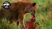 animals fighting to death - hyena hunting buffalo  - wildlife animals attack