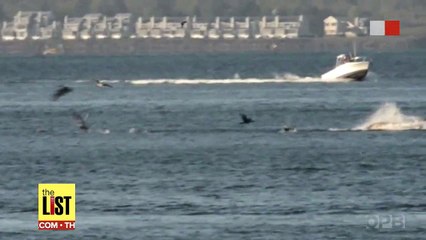 Humpback Whales In The Columbia River