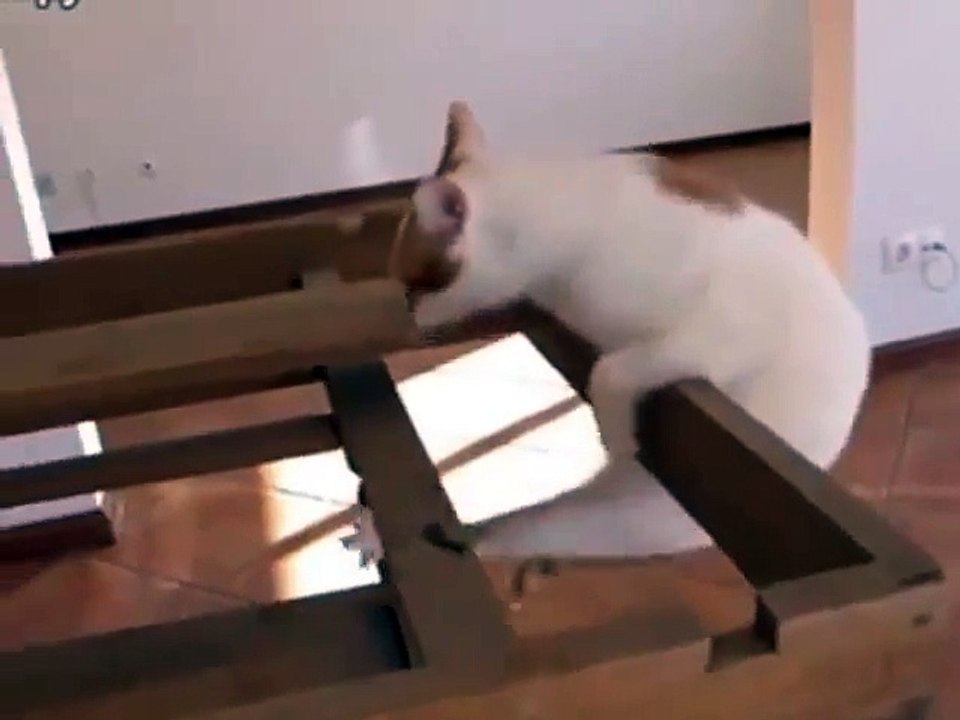 Несдающийся котяра
