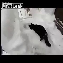 Побег кота из дома!