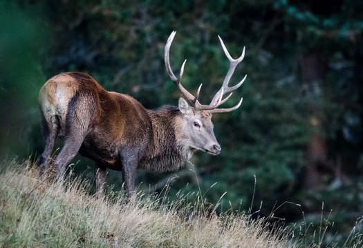 Brame du cerf dans les montagnes des Pyrénées Orientales