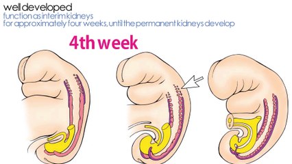 EMBRYOLOGY OF KIDNEY: Mesonephros