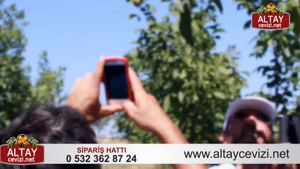 ALTAY CEVİZİ BAHÇELERİ 2015 YILI SON VİDEO