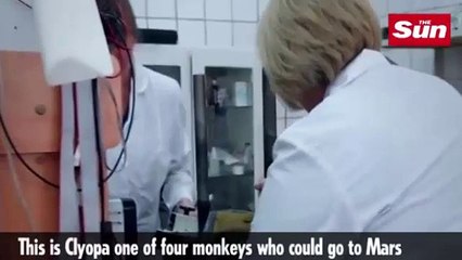 Monkey are ready to go to planet Mars