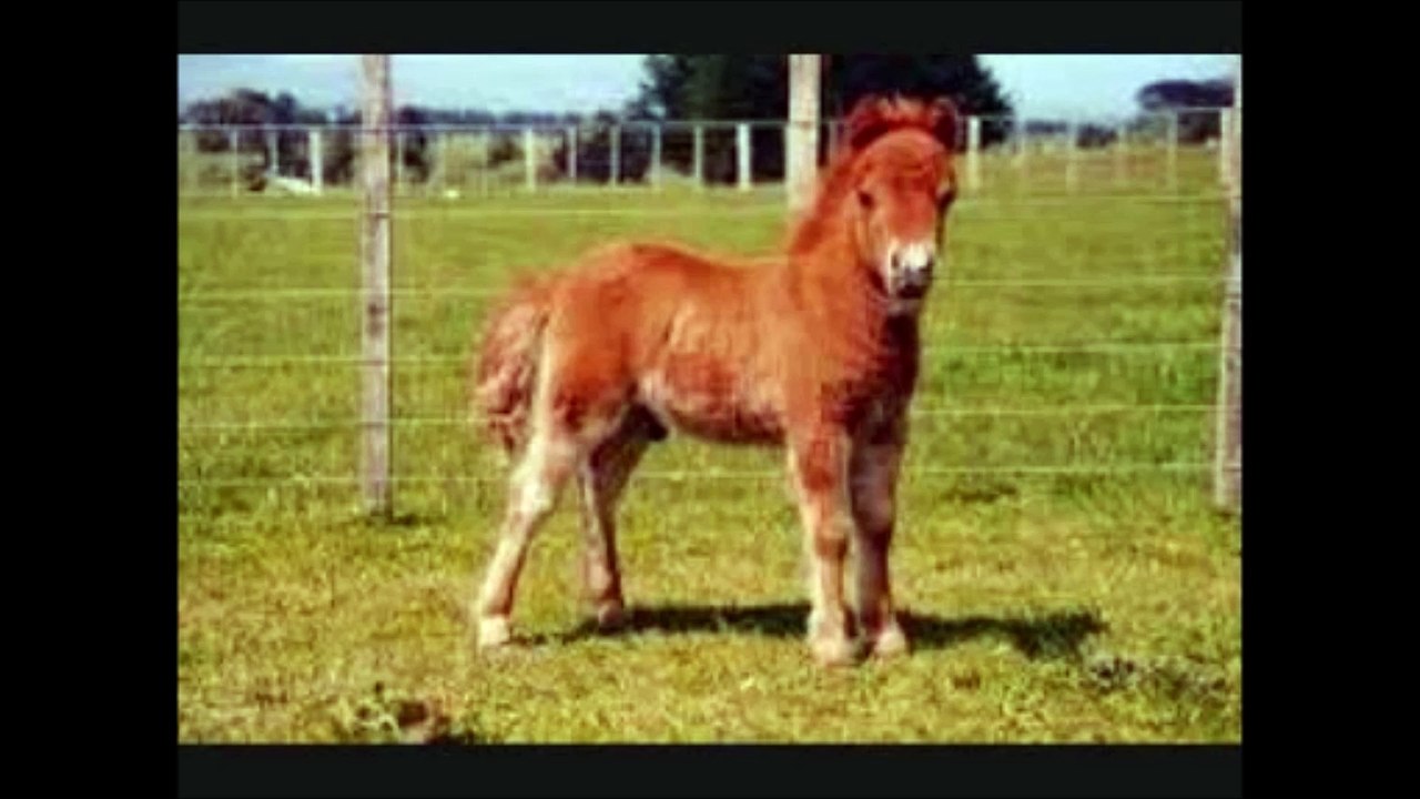 PETIT PONEY - DIEUDONNÉ !