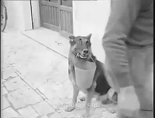 Dog making for money for eating impressive