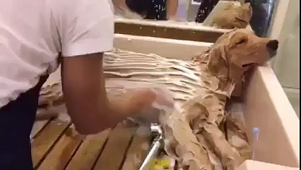 Enjoy The Service OF our Master Pets Groomer