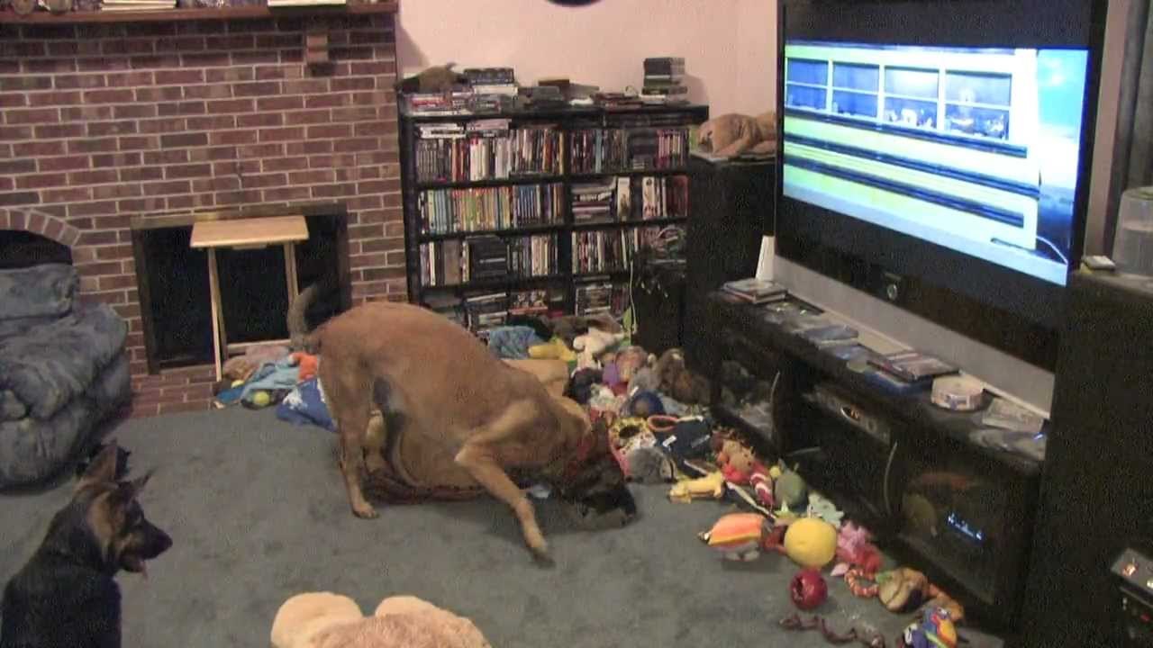 Stryker watching his favorite movie - Disney's Bolt