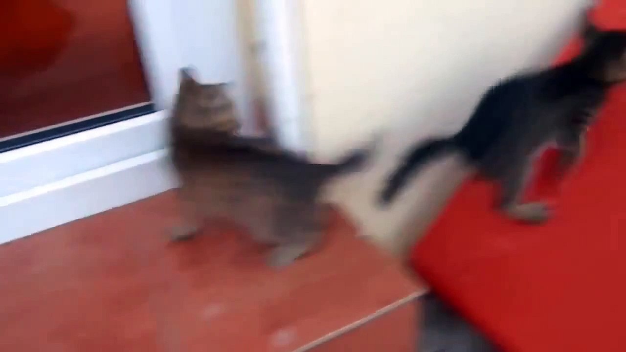 Des chatons qui s'amusent