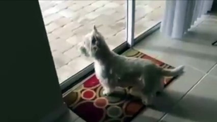 Dog love to swim in pool