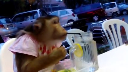 This Dressed-Up Monkey Casually Has Dinner With Human Beings