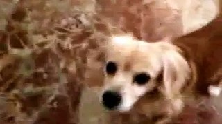 dog attack surprise