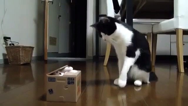 Котэ не отходил 3 дня от игрушки