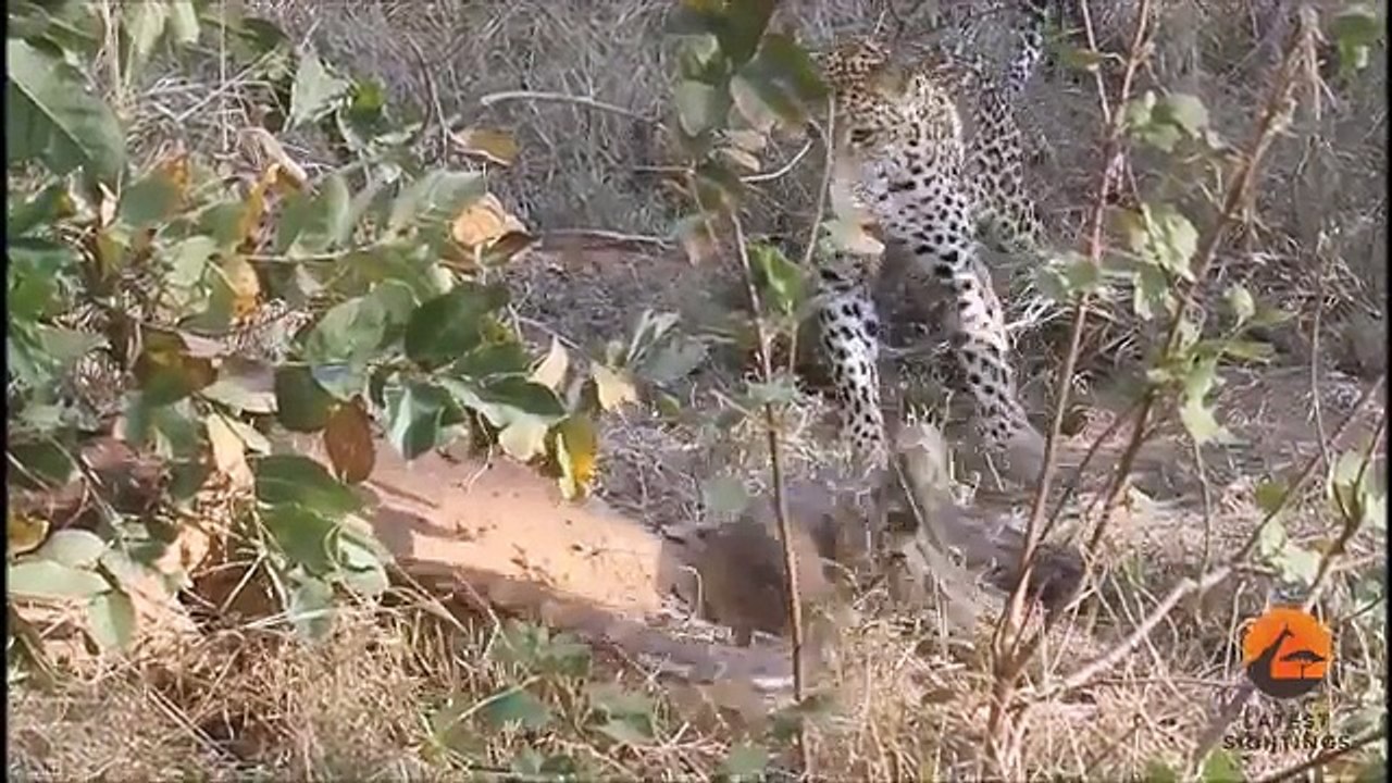 2 Leopards VS 1 Huge-