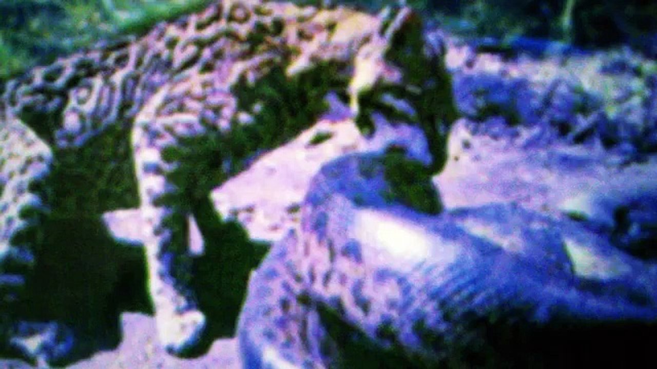 Leopard vs Great Python