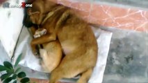 Funny Cats And Dogs Sleeping Together - A Cute Animals Videos Compilation 2015