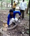 WhatsApp Funny Videos 2015 - Snake Images New 2016 2017