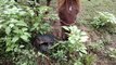 Curious Horse Finds Snapping Turtle  Wait For It