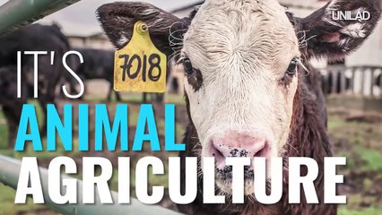 The Dangers Of Industrialised Animal Agriculture by UNILAD {Mirrored}