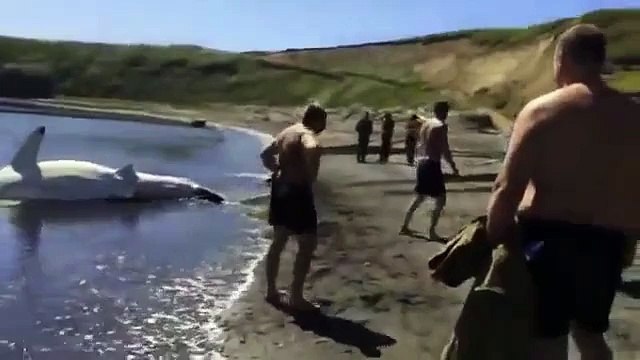 На Сахалине поймали гигантскую акулу людоеда! Вот это да